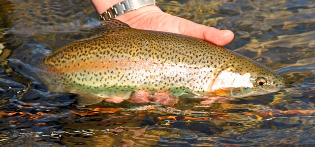 Virginia Fly Fishing, Madison County Trout, Rose River Farm